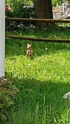 Found/Stray Unknown Dog last seen Leroy st & N gorham , Jackson, MI 49202