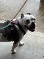 Found/Stray Female Dog last seen Chesterfield County Shelter, Matoaca, VA 23803