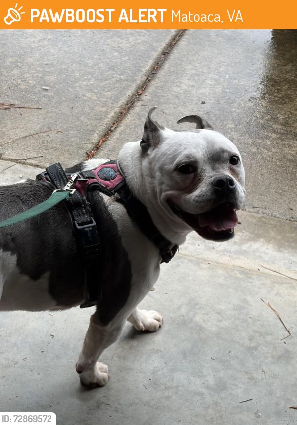 Found/Stray Female Dog last seen Chesterfield County Shelter, Matoaca, VA 23803