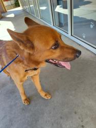 Found/Stray Male Dog last seen Granville and Perrin, Fresno, CA 93720