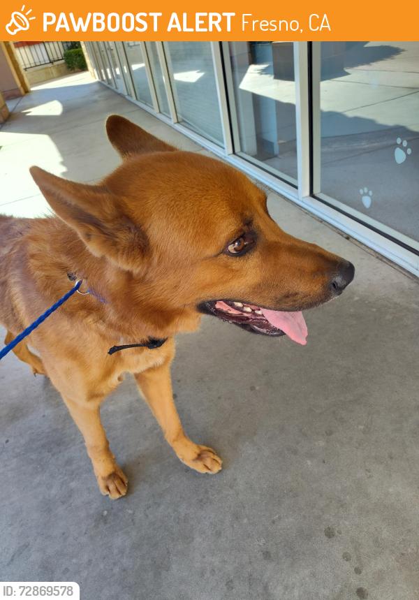 Found/Stray Male Dog last seen Granville and Perrin, Fresno, CA 93720