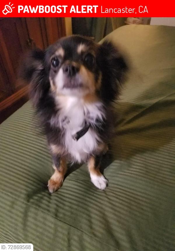 Lost Male Dog last seen 18th w, Lancaster, CA 93536