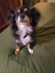 Lost Male Dog last seen 18th w, Lancaster, CA 93536