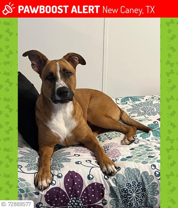 Lost Female Dog last seen Oak Shadow Ln, New Caney, TX 77357