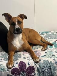 Lost Female Dog last seen Oak Shadow Ln, New Caney, TX 77357