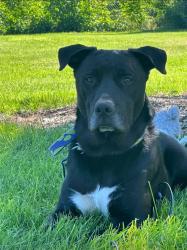 Lost Male Dog last seen N Canyon and high st, Nampa, ID 83651