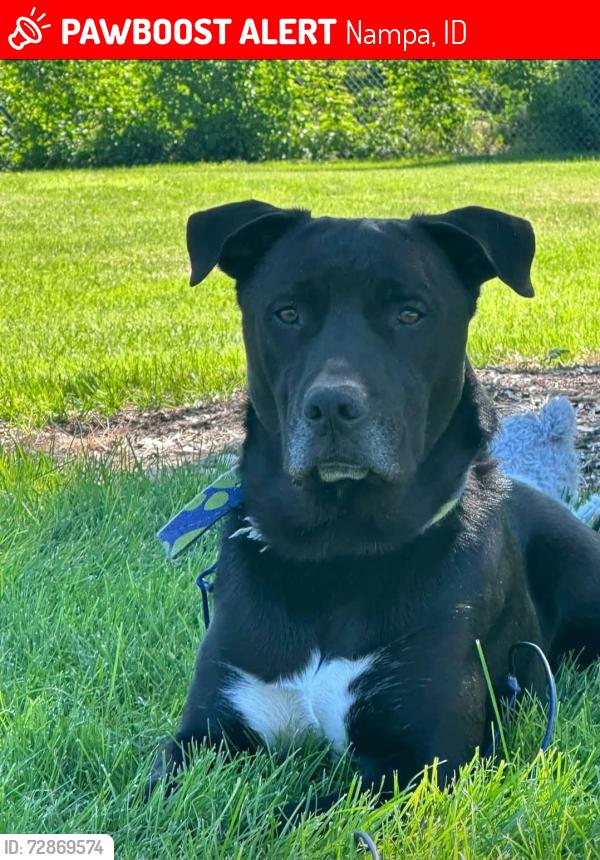 Lost Male Dog last seen N Canyon and high st, Nampa, ID 83651