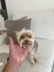 Lost Female Dog last seen Arrowood golf course, Oceanside, CA 92057