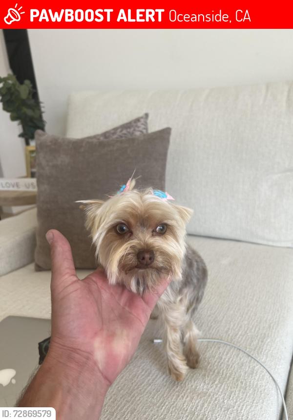Lost Female Dog last seen Arrowood golf course, Oceanside, CA 92057