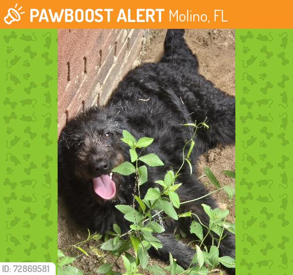 Found/Stray Female Dog last seen Barth lane & barth road, Molino, FL 32577