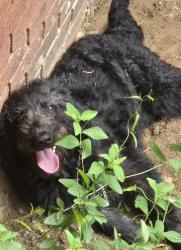 Found/Stray Female Dog last seen Barth lane & barth road, Molino, FL 32577