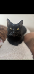 Lost Female Cat last seen Near Nash Road, Spring Hill road, Burns. , Knoxville, TN 37914