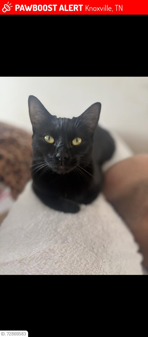 Lost Female Cat last seen Near Nash Road, Spring Hill road, Burns. , Knoxville, TN 37914