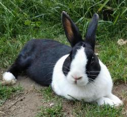 Lost Female Rabbit last seen Valley & San Gabriel (near Dewey Ave Elementary School), San Gabriel, CA 91776