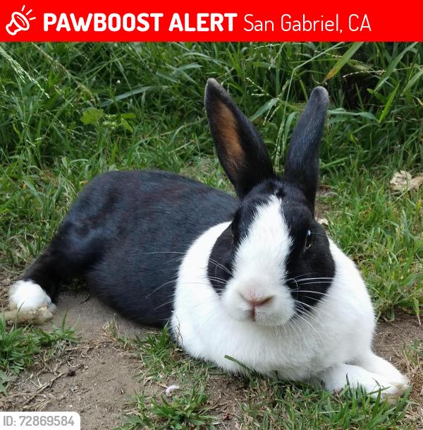 Lost Female Rabbit last seen Valley & San Gabriel (near Dewey Ave Elementary School), San Gabriel, CA 91776