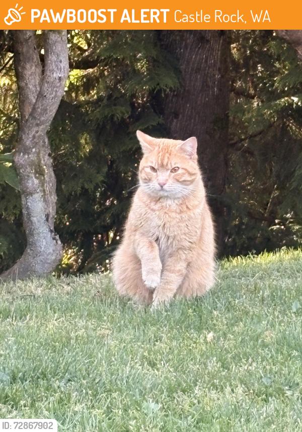 Found/Stray Male Cat last seen Amaros Table Castle arovk Wa , Castle Rock, WA 98611