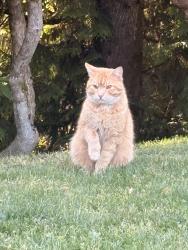 Found/Stray Male Cat last seen Amaros Table Castle arovk Wa , Castle Rock, WA 98611