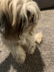 Lost Male Dog last seen Jackson, Tn, Jackson, TN 38305