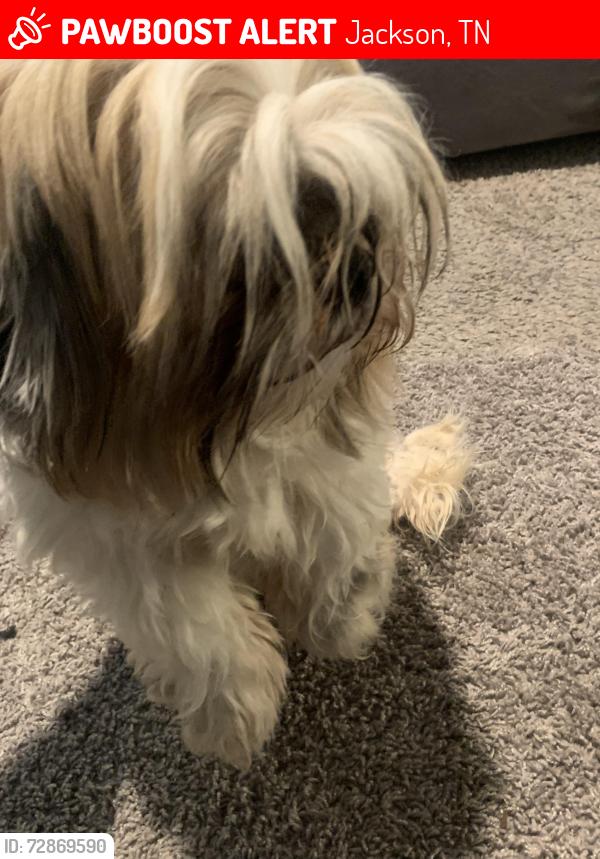 Lost Male Dog last seen Jackson, Tn, Jackson, TN 38305
