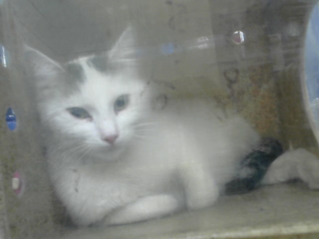 Shelter Stray Female Cat last seen Near BLOCK SKYLINE RD NE I-125, Albuquerque, NM 87112