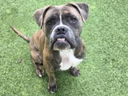 Shelter Stray Male Dog last seen , Los Angeles, CA 91405
