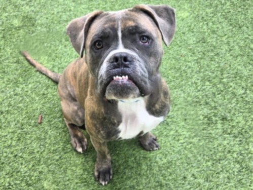Shelter Stray Male Dog last seen , Los Angeles, CA 91405