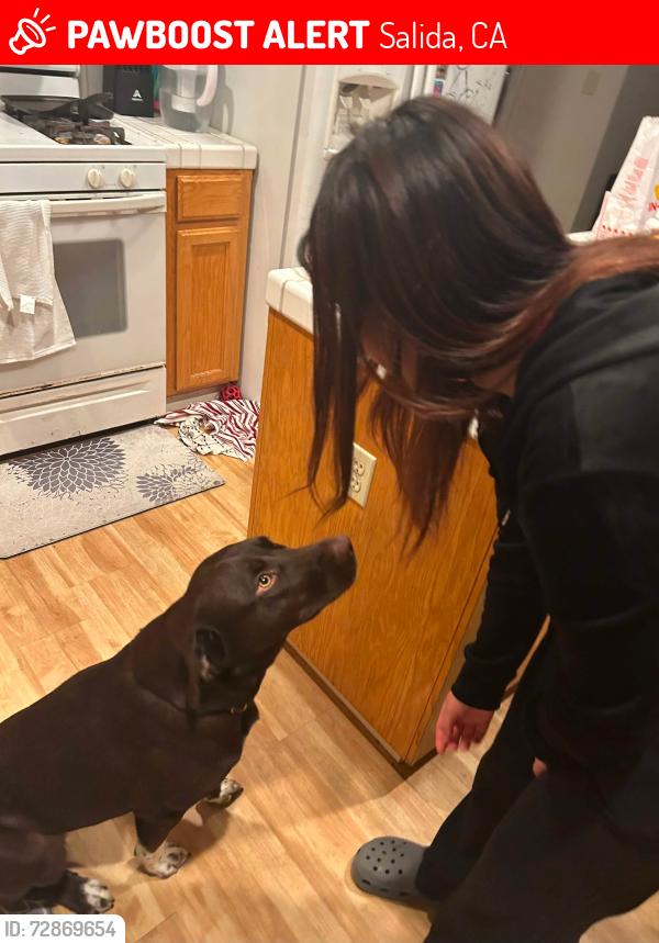 Lost Female Dog last seen Salida , Salida, CA 95368