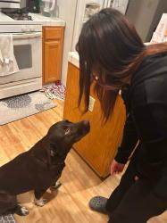 Lost Female Dog last seen Salida , Salida, CA 95368