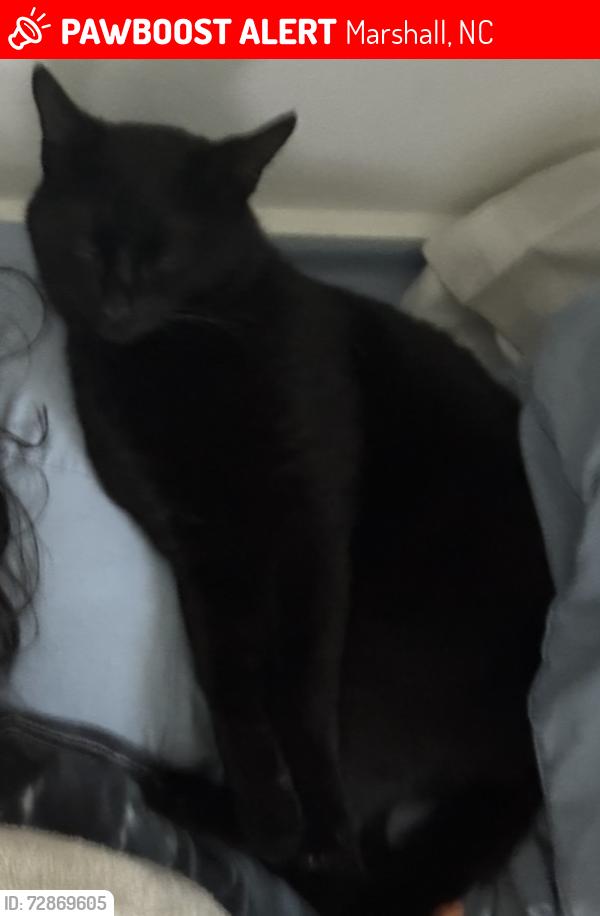 Lost Male Cat last seen VFW , Marshall, NC 28753