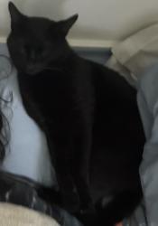 Lost Male Cat last seen VFW , Marshall, NC 28753