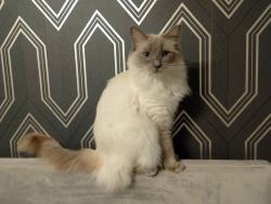 Lost Female Cat last seen At , Biddenden, England TN27