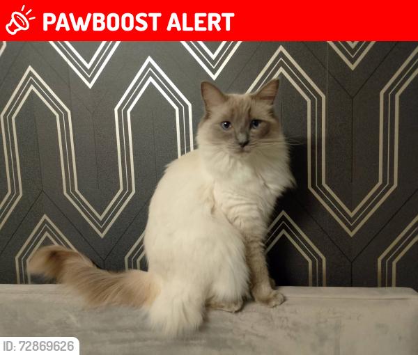 Lost Female Cat last seen At, Biddenden, England TN27
