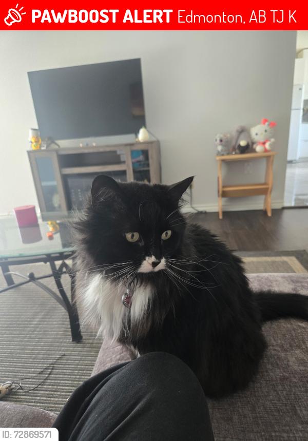Lost Female Cat last seen Near 38, Edmonton, AB T6J 0K6