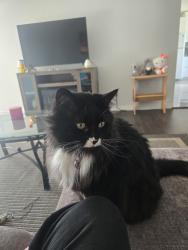 Lost Female Cat last seen Near 38, Edmonton, AB T6J 0K6