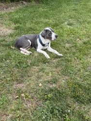 Found/Stray Male Dog last seen  Depot Parking Lot, Winston-Salem, NC 27105
