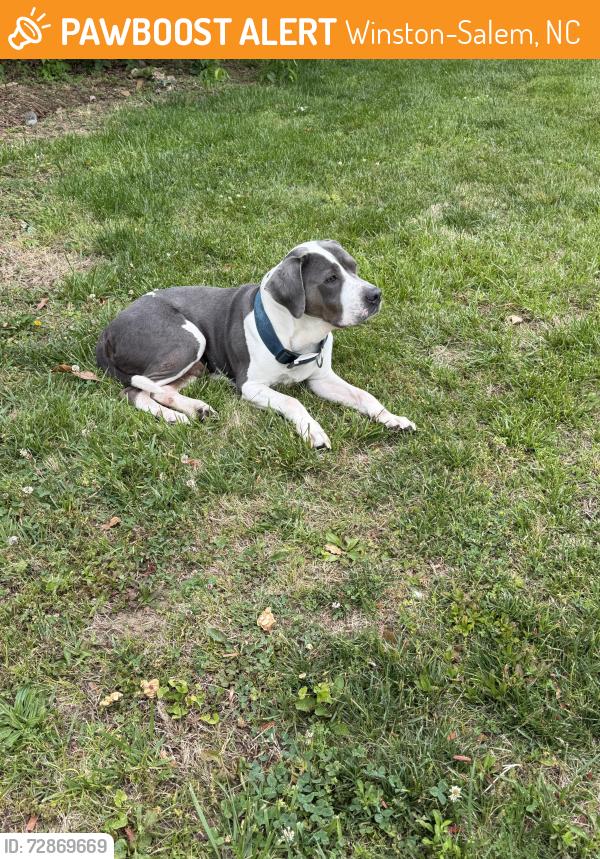 Found/Stray Male Dog last seen  Depot Parking Lot, Winston-Salem, NC 27105
