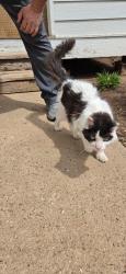 Found/Stray Unknown Cat last seen Evergreen near DQ, Rapid City, SD 57702