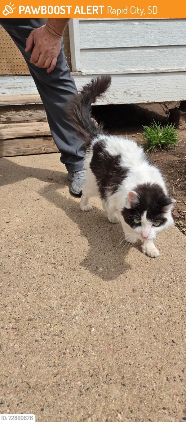 Found/Stray Unknown Cat last seen Evergreen near DQ, Rapid City, SD 57702