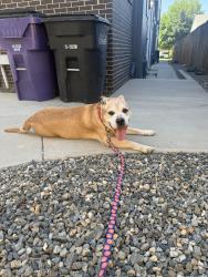 Found/Stray Male Dog last seen 16th and Julian , Denver, CO 80204