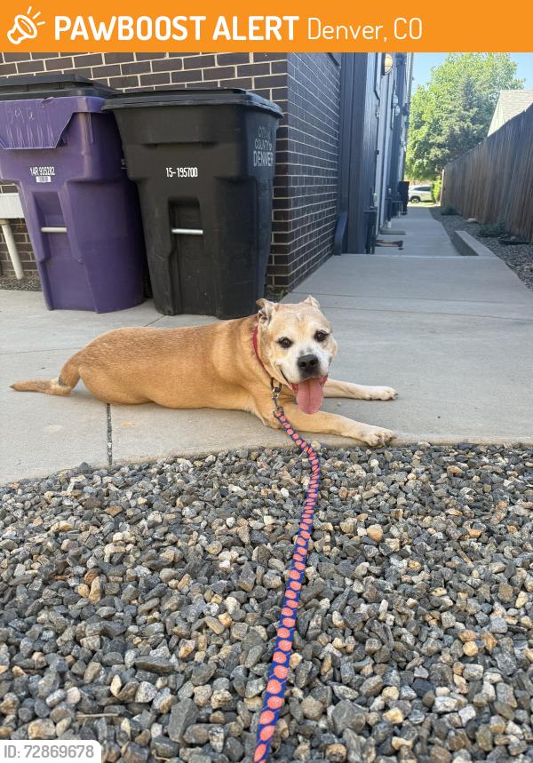 Found/Stray Male Dog last seen 16th and Julian , Denver, CO 80204