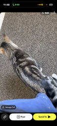 Lost Male Cat last seen 192nd and q, Omaha, NE 68135