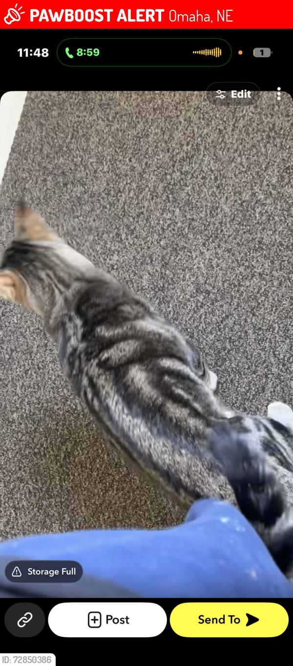 Lost Male Cat last seen 192nd and q, Omaha, NE 68135