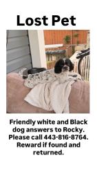 Lost Male Dog last seen Virginia Ave Baltimore md, Baltimore, MD 21227