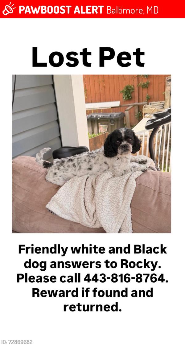 Lost Male Dog last seen Virginia Ave Baltimore md, Baltimore, MD 21227
