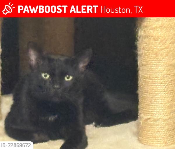 Lost Female Cat last seen South Cas  Oak Dr, Huntwick Forest, TX 77069