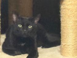 Lost Female Cat last seen South Cas  Oak Dr, Huntwick Forest, TX 77069