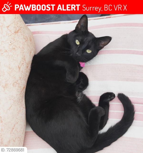 Lost Female Cat last seen Near and 107 Avenue in Surrey, near Holly Park, Surrey, BC V3R 3X9