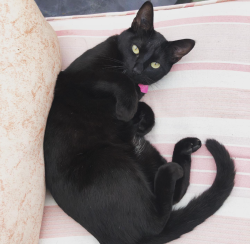 Lost Female Cat last seen Near and 107 Avenue in Surrey, near Holly Park, Surrey, BC V3R 3X9