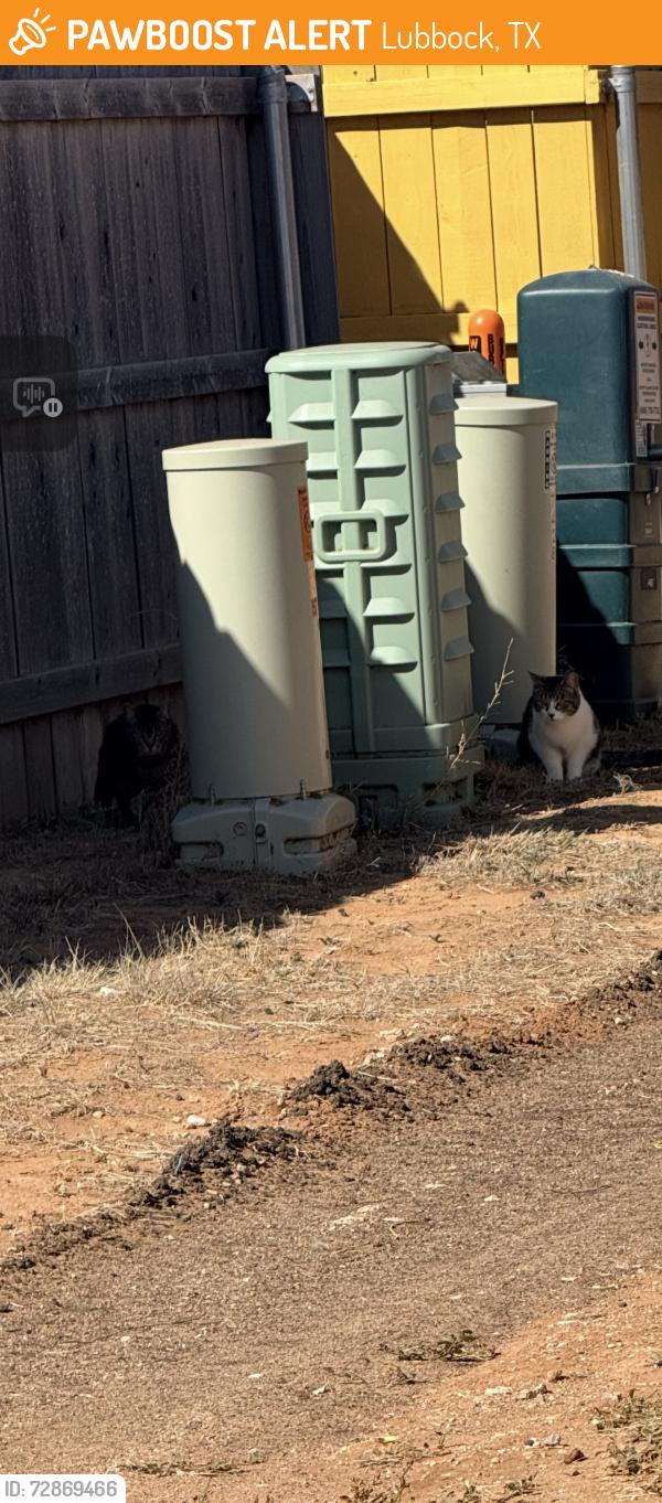 Found/Stray Unknown Cat last seen 30th & viola , Lubbock, TX 79407