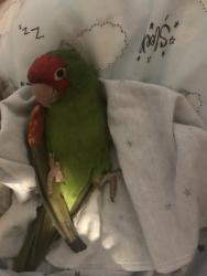 Lost Unknown Bird last seen Federal and Dixie , Pompano Beach, FL 33064